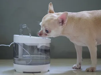 My Dog Is Drinking More Water Than Usual in the Winter: 3 Vet-Reviewed Reasons