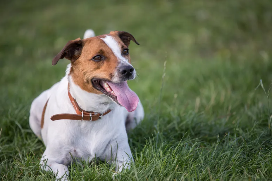 Danish Swedish Farmdog resting