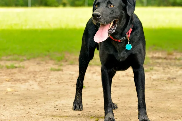 How Tight Should a Dog Collar Be? Vet-Approved Fitting Guide