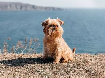 Brussels Griffon: Dog Breed Info, Pictures, Care, Traits & More
