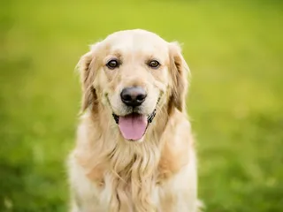 16 Interesting Golden Retriever Facts: Origins, Appearance & More