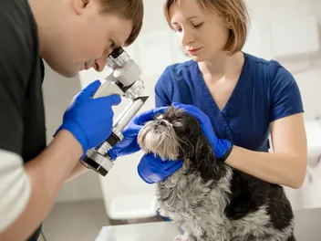The Most Common Shih Tzu Health Problems to Watch Out For, According to Vets