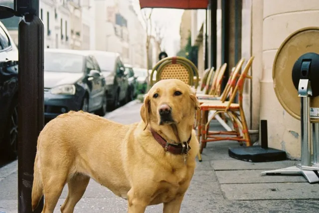 Top 15 Most Popular Dogs in France in 2026 (With Pictures)