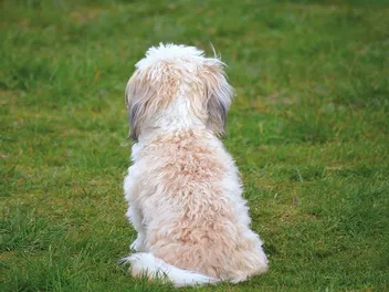 Does My Dog Need to Play With Other Dogs? Social Facts & Tips