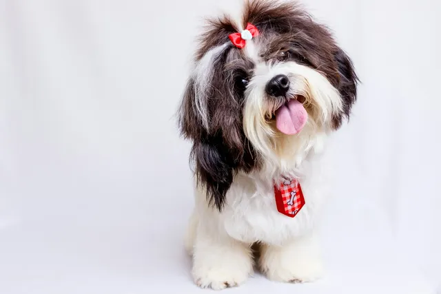 16 Longest Living Dog Breeds With Facts & Pictures