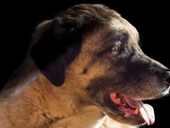 How Strong Is a Kangal’s Bite Force? Vet-Verified Facts & PSI Measure