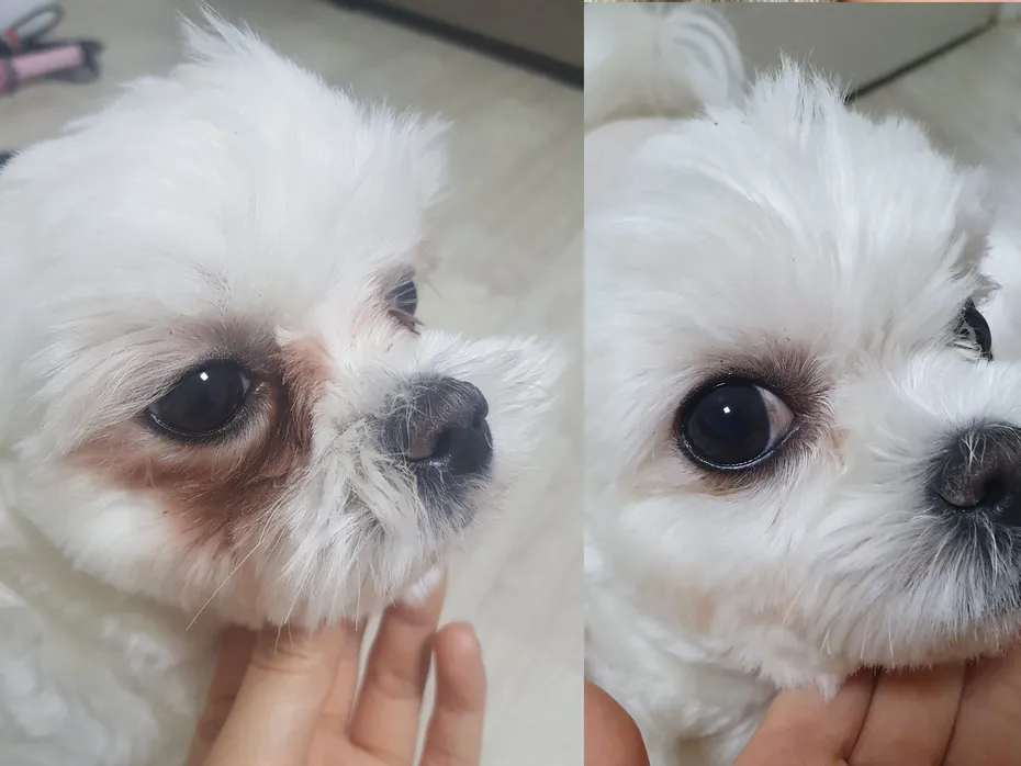 Superior Pet Care - Tear Stains before and after