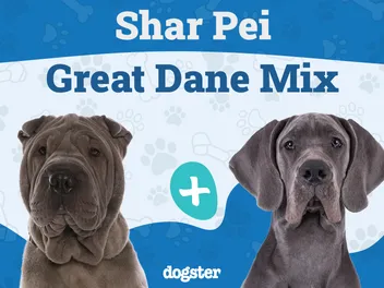 Shar Pei Great Dane Mix: Info, Pictures, Care & More