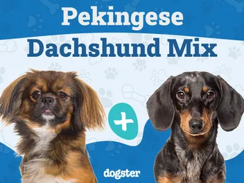 Pekehund (Dachshund & Pekingese Mix): Info, Pictures, Care & Traits