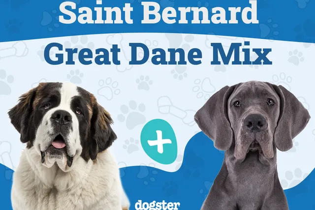 Saint Dane (Great Dane & Saint Bernard Mix) Dog Breed: Info, Pictures, Care & More