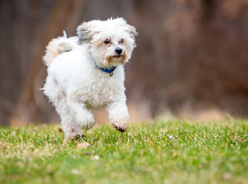 A small white Bichon Frise mixed breed dog runs through the grass