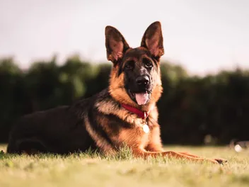 Rin Tin Tin: The Story of an International Dog Star