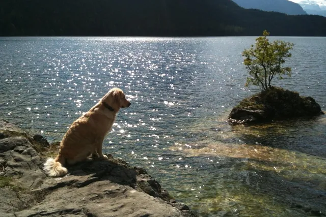 Do Golden Retrievers Like Water & Swimming? Facts & Vet Approved Tips