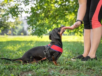 How to Become a Dog Trainer in 12 Easy Steps
