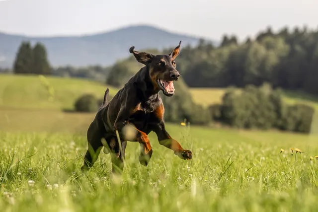 Major Win for Dogs: Ontario Becomes the Final Province to Ban Ear Cropping and Debarking