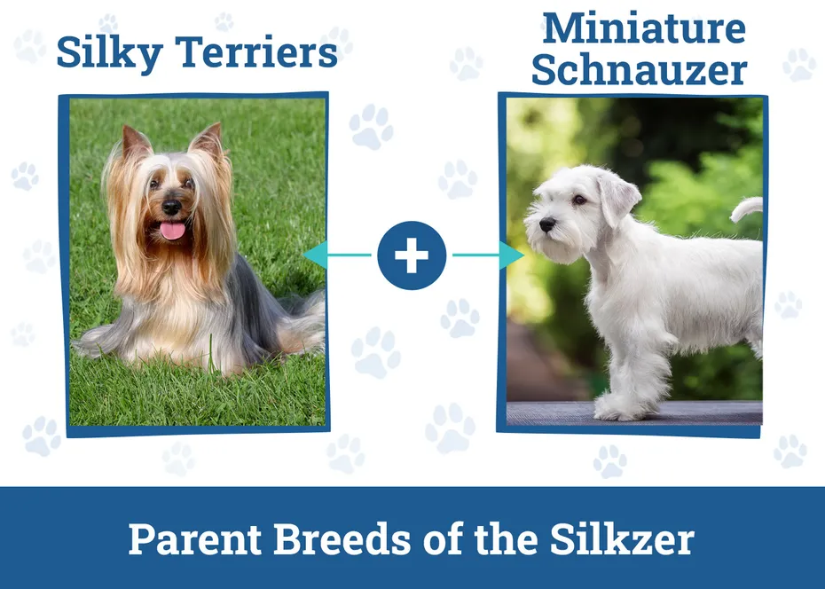 Parent Breeds of the Silkzer