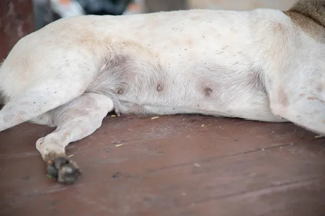 There Are Scabs on My Dog's Nipples – Should I Worry? (Vet Answer)