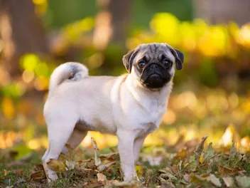 How Big Does a Pug Get (With Weight & Growth Chart)