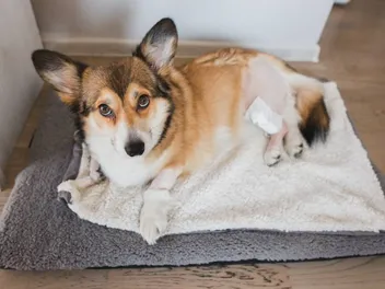 Can a Dog Recover From a Torn ACL? Our Vet Answers