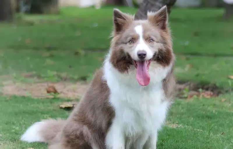 lilac border collie dog sitting on the grass
