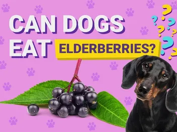 Can Dogs Eat Elderberries? Vet-Verified Facts & FAQ