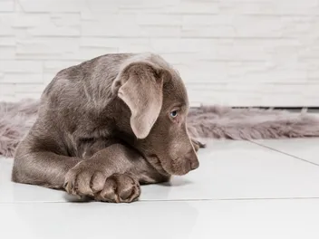How Old Is 2 In Dog Years? Vet-Approved Guide to Each Size of Dog