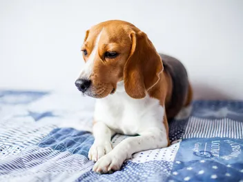 High Cholesterol in Dogs: Our Vet Discusses Signs, Causes & Treatments