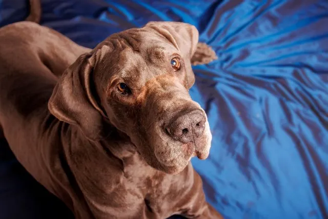 Chocolate Great Dane: Info, Pictures, Origin & History