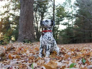 Bullmatian (Bulldog & Dalmatian Mix): Info, Pictures, Care & More