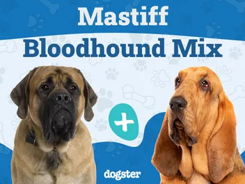 Mastiff Bloodhound Mix: Info, Pictures, Care & More