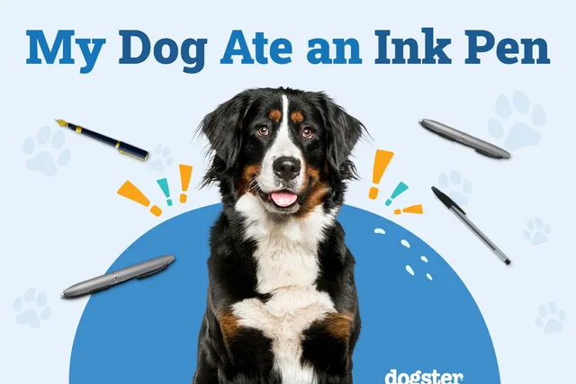 My Dog Ate an Ink Pen! Here's What to Do (Vet Answer)