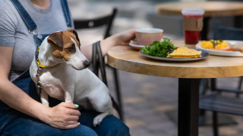 dog-owner-and-her-dog-in-street-cafe