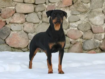 7 Best Shampoos for Rottweilers in 2026: Reviews & Top Picks