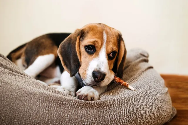 Are Bully Sticks Good for Dogs? Know Before You Get Some (Vet-Reviewed Info)