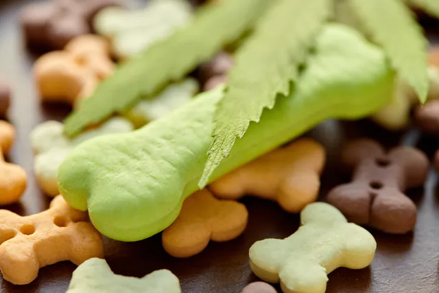 What Are CBD Treats for Dogs? Usage, Pros & Cons (Vet-Verified)