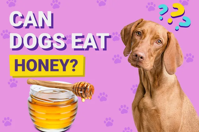 Can Dogs Eat Honey? Vet-Approved Safety & Feeding Facts