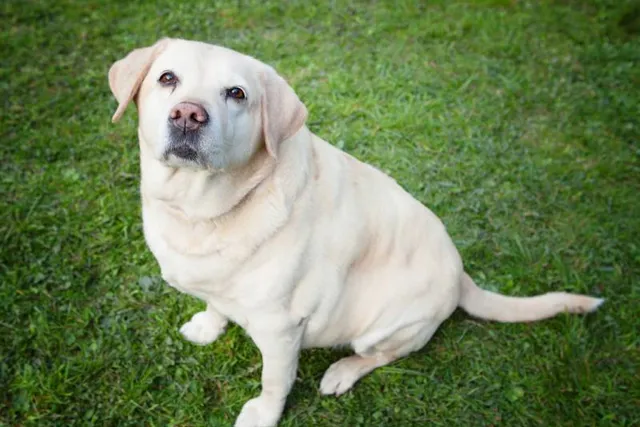 How to Spot Dog Obesity Before it Becomes a Bigger Problem