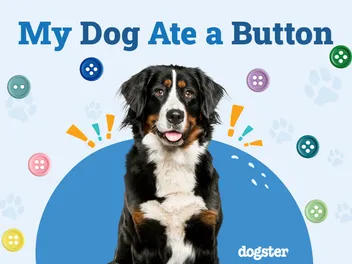 My Dog Ate a Button: What to Do, Treatment & Prevention (Vet Answer)