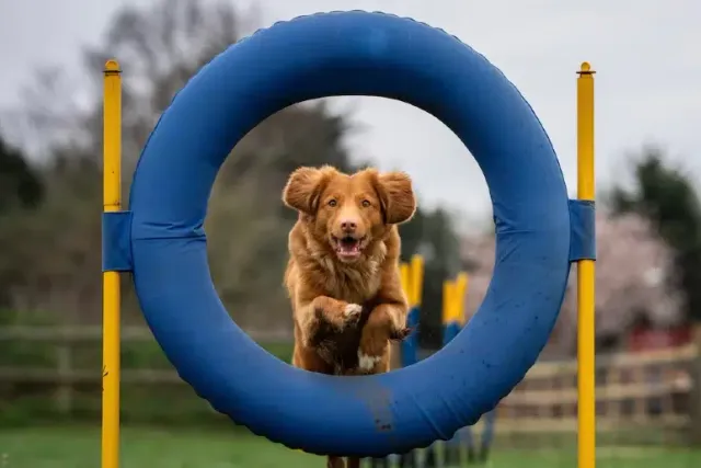 How Much Does Dog Agility Cost in 2026? (Training & Equipment)