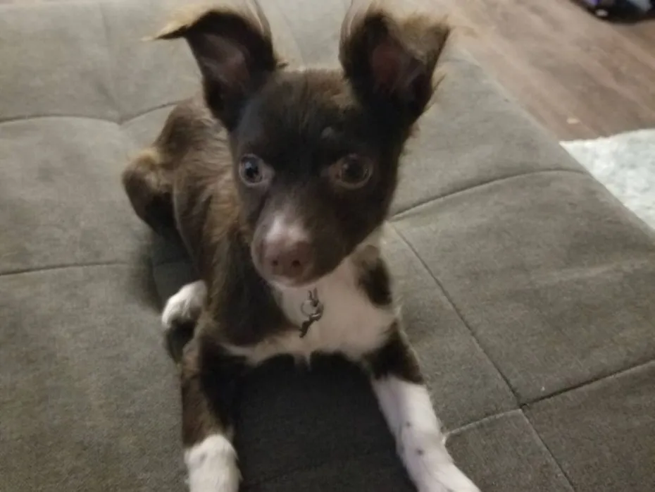 Penny on the day we got her