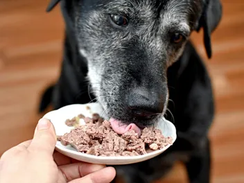 10 Best Senior Dog Foods for Sensitive Stomachs in 2026 [Vet Approved Reviews]