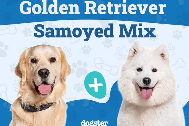 Golden Sammy (Samoyed Golden Retriever Mix): Info, Pictures, Care & More