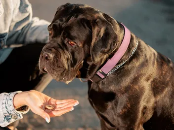 Is a Cane Corso Smarter Than Other Dogs? Intelligence & Vet-Reviewed Training Abilities