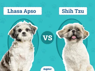 Lhasa Apso vs Shih Tzu: The Differences (With Pictures)