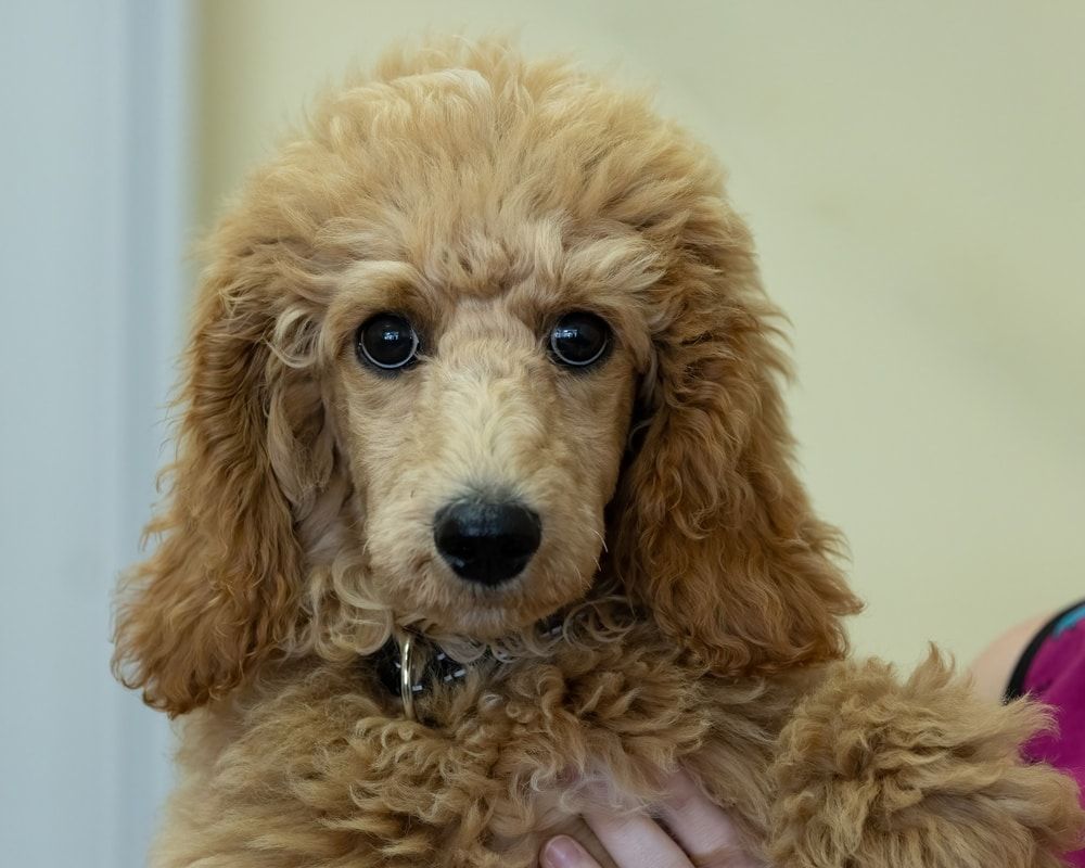 cafe au lait poodle