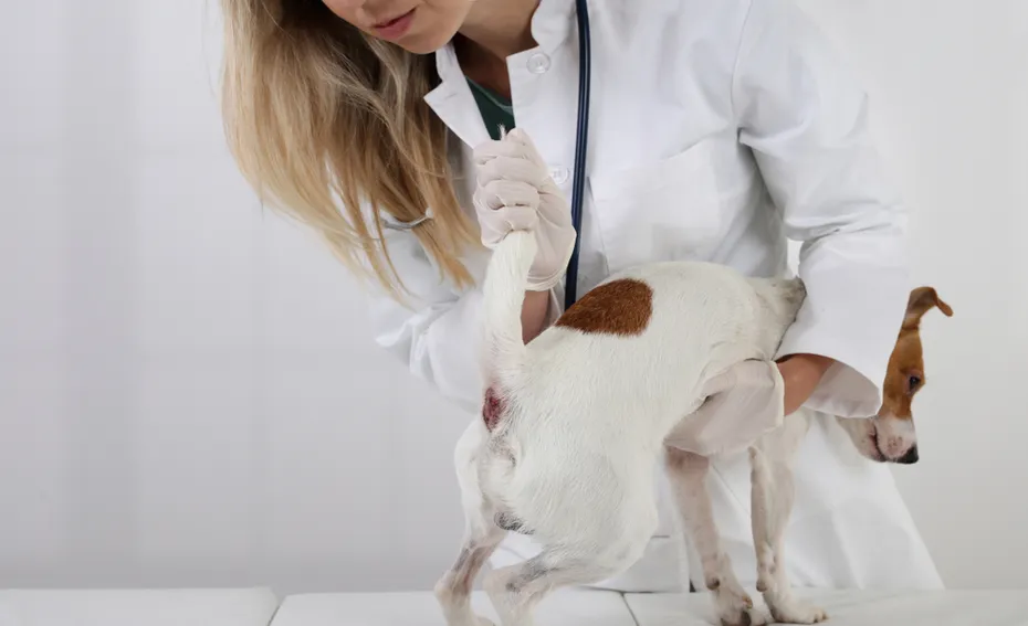 vet examining dogs anal glands