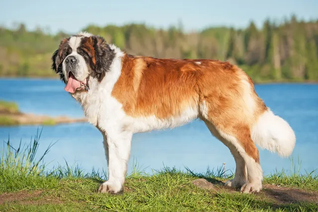 Saint Bernard Dog Breed: Info, Pictures, Facts & Traits