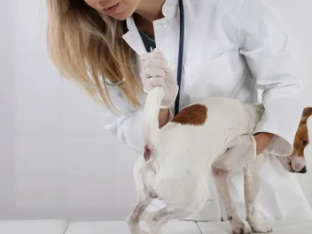 Dog Anal Glands: Our Vet Explains Common Issues & How They're Treated