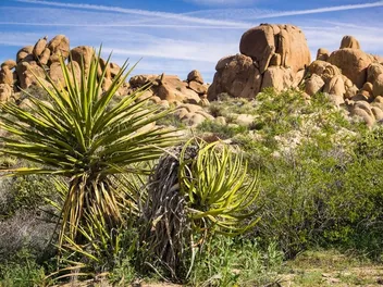 Yucca Schidigera for Dogs: Vet-Reviewed Facts & Uses