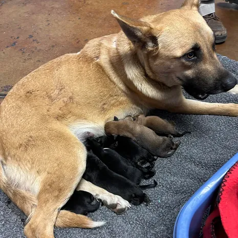 Mama Epiphany nursing her puppies